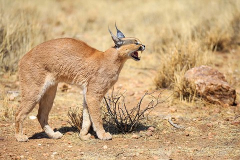 Caracal