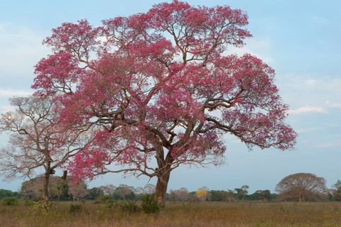 Pink Ipe tree