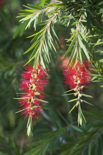 Red blossoming Bottlebrush
