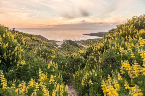 Blooming yellow lupines
