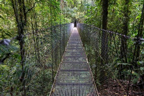 Suspension bridge in the Rainforest