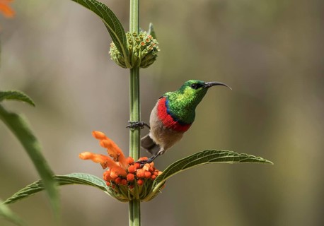 Southern Double-collared Sunbird