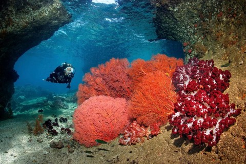 Diver diving in breakthrough