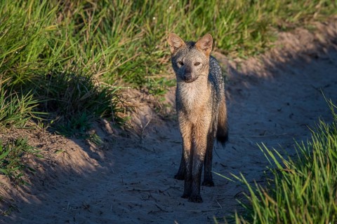 Hoary fox