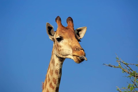 Cape Giraffe