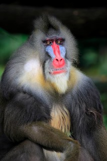 Mandrill