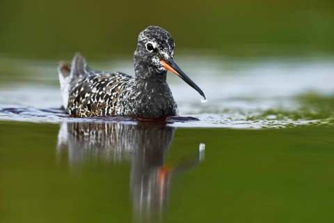 Spotted Redshank