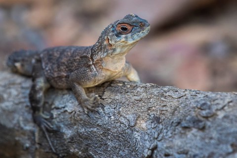 Collared iguanid lizard