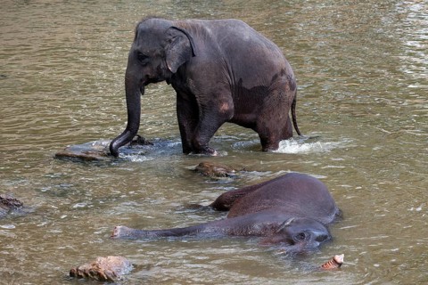 Asian elephants