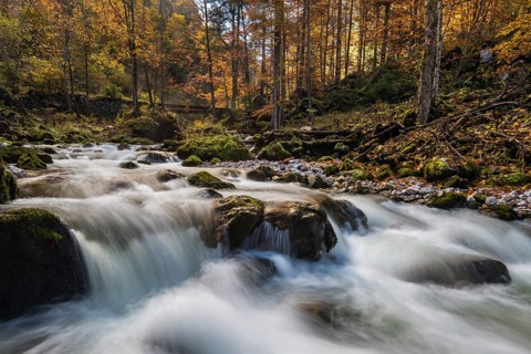 Forest stream