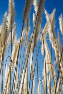 Pampas grass