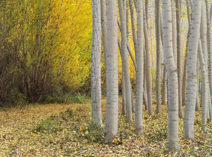 Yellow aspens