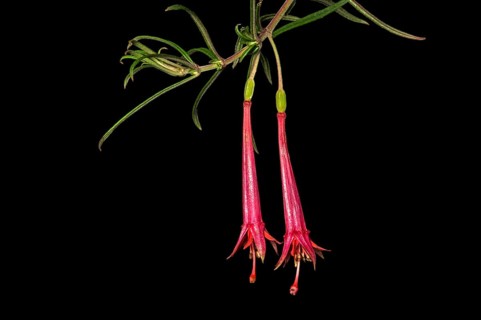 Neotropical fuchsia