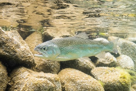 Rainbow trout