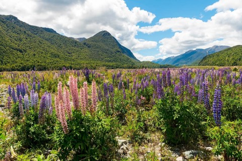 Purple Large-leaved lupines