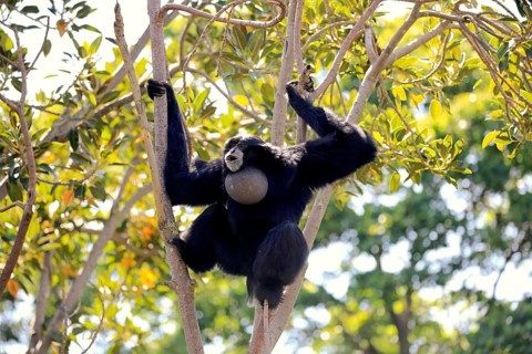 Siamang