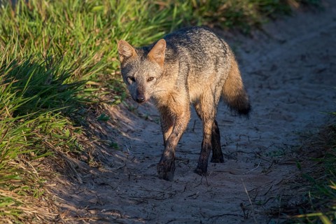 Hoary fox