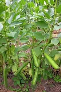 Broad bean