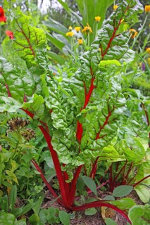Chard