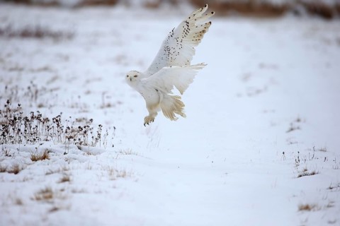 Snowy Owl