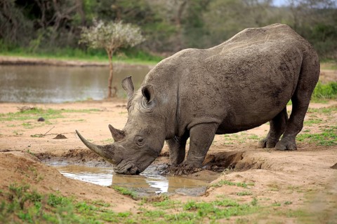 White rhinoceros