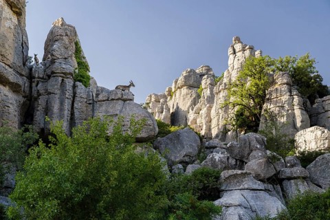 Iberian Alpine Ibex