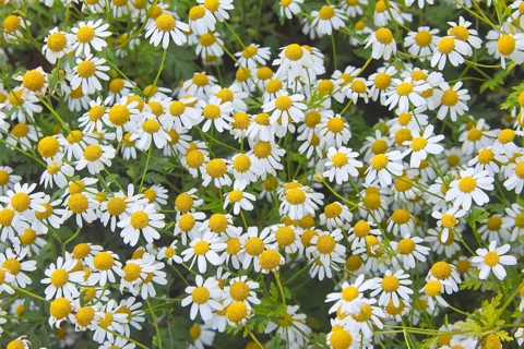 Feverfew