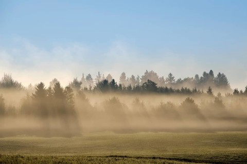 Sunbeams shine through forest in the morning mist