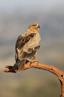 Tawny eagle