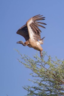White-backed vulture