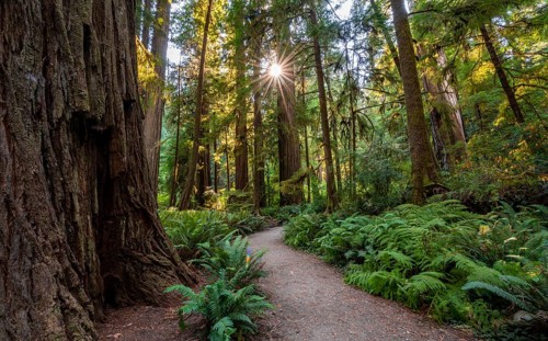Sunrays shine through trees in the forest