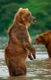 Brown bear