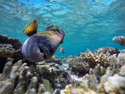 Titan triggerfish