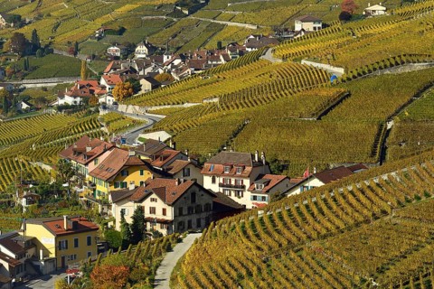 Vineyards in autumn with view of winemaking villages Epesses and Riex