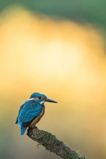 Kingfisher