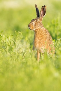 European hare