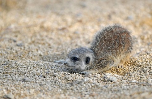 Meerkat