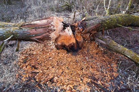 Browsed tree