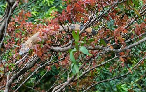 Green Iguana