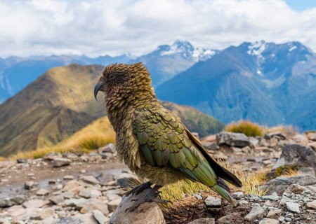 Mountain parrot