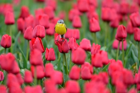 Yellow wagtail