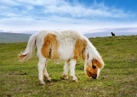 Dartmoor Pony grazing