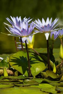 Cape blue water lilies