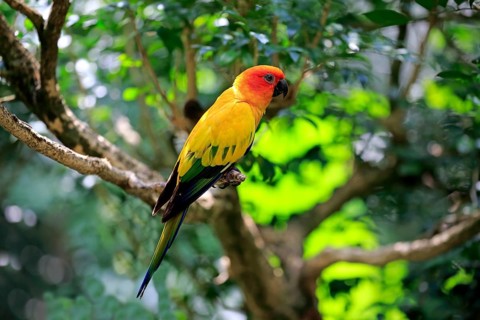 Sun conure