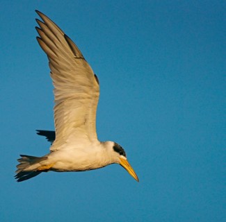Large-billed tern