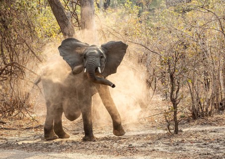 African elephant