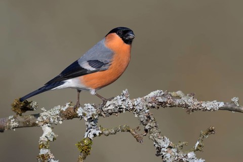Eurasian bullfinch