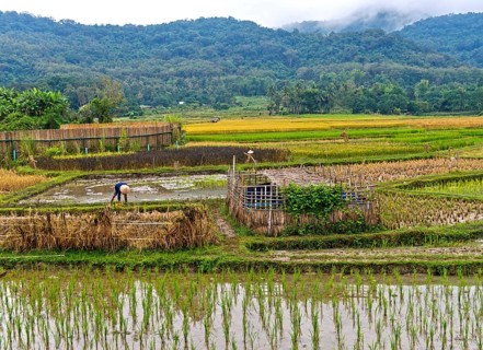 Landscape with rice fields