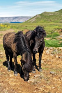 Icelandic horses