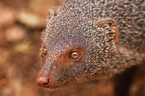 Indian gray mongoose